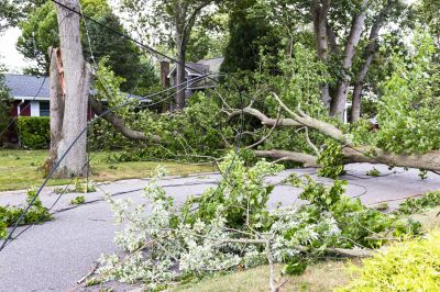 Fallen Tree Blocking Path