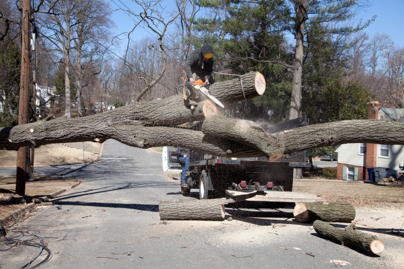 Tree Removal Equipment in Use