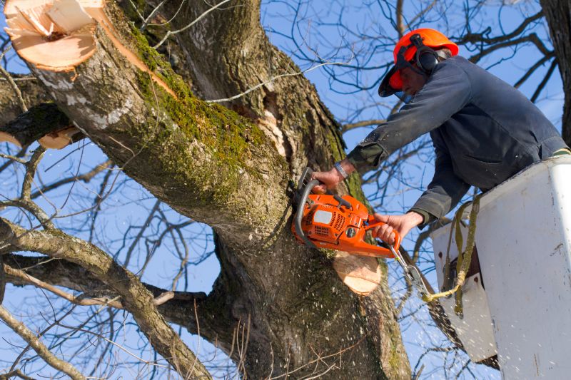 Large Tree Being Removed