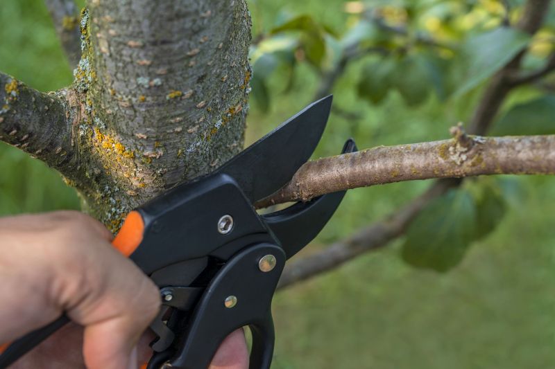 Tree Limbs Removal detail