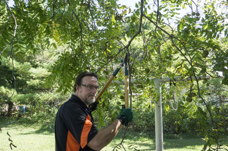 Peach Tree Trimming