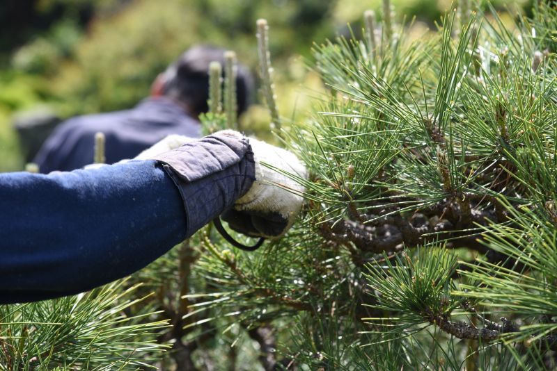 Pine Tree Trimming
