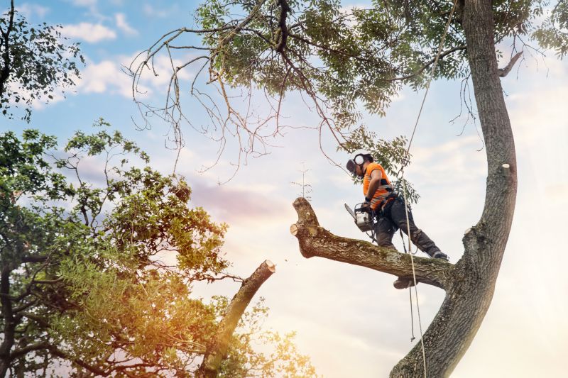 Arborist Climbing Tree