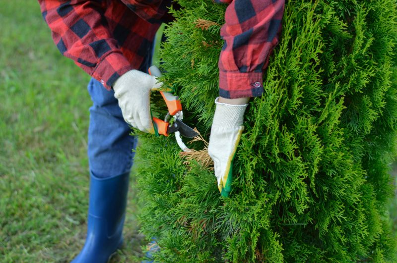 Arborist Pruning Trees