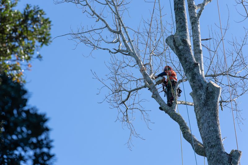 Pruning of Large Trees