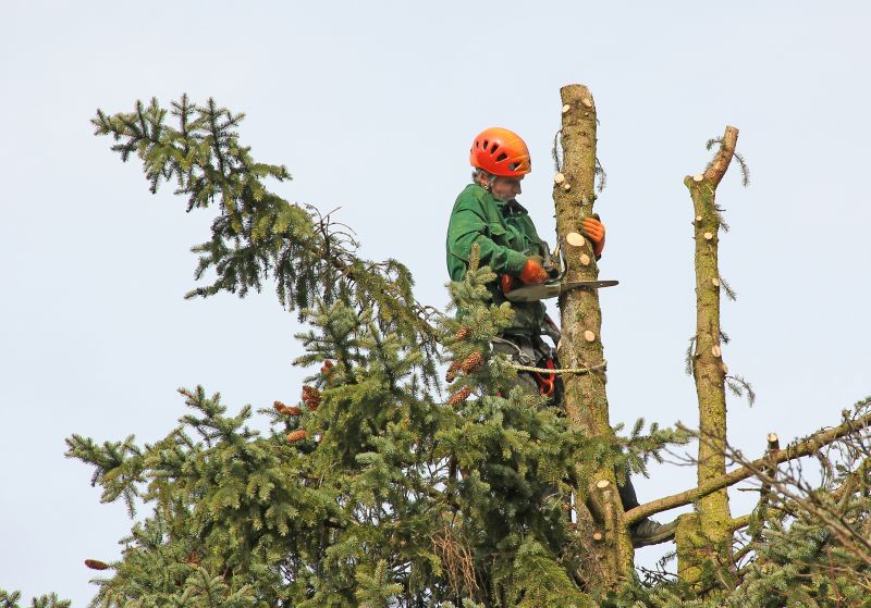 Tree Maintenance in Asheville