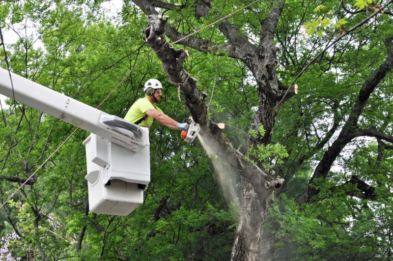 Tree Trimming in Winter