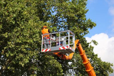 Tree Maintenance Equipment