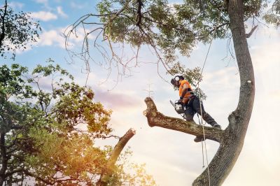 Tree Inspection and Assessment