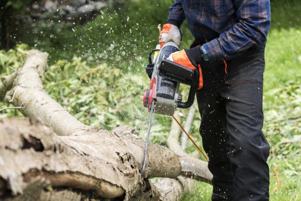Cost of Branch Removal Service in Asheville