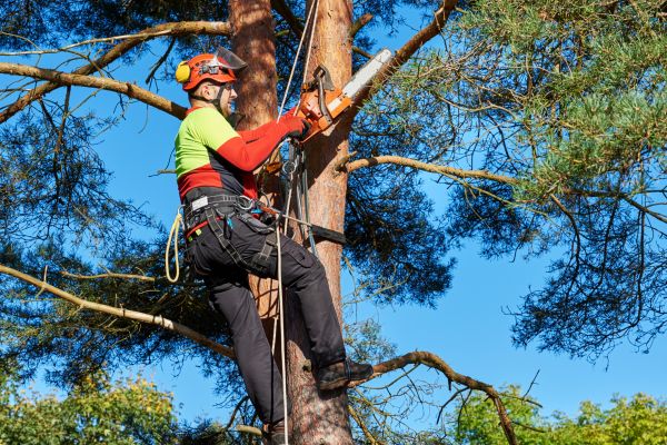 Cost of Tree Service in Asheville