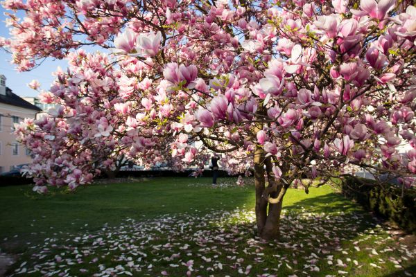 Cost of Ornamental Tree Pruning in Asheville