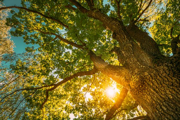 Cost of Oak Tree Pruning in Asheville