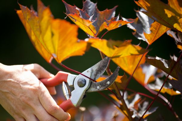 Cost of Maple Tree Pruning in Asheville
