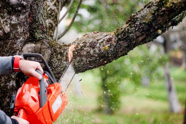 Cost of Tree Limbs Removal in Asheville
