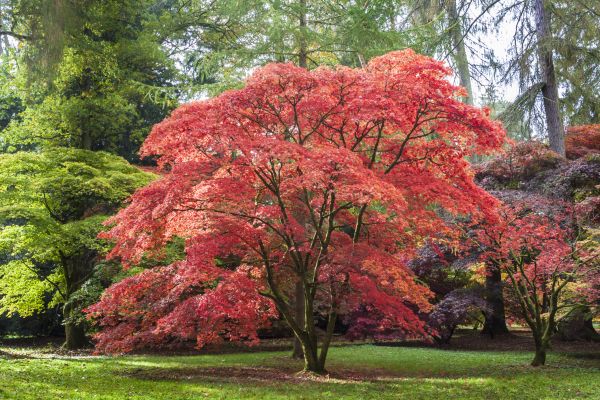 Cost of Japanese Maple Pruning in Asheville