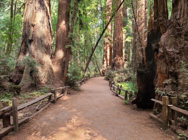 Cost of Redwood Tree Pruning in Asheville