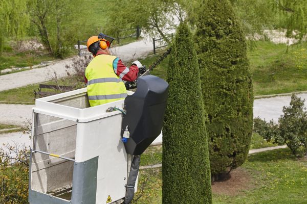 Cost of Cypress Tree Pruning in Asheville