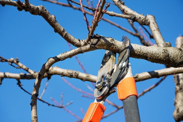 Cost of Peach Tree Trimming in Asheville