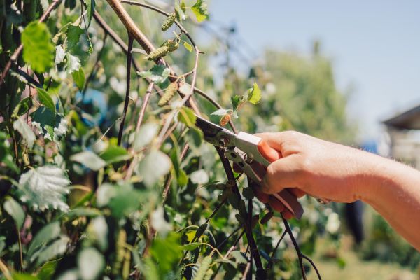 Cost of Birch Tree Pruning in Asheville