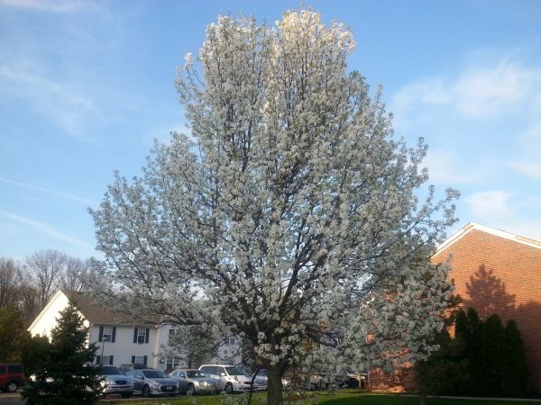 Cost of Bradford Pear Tree Pruning in Asheville