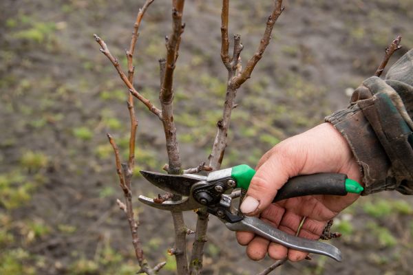 Cost of Pear Trees Pruning in Asheville