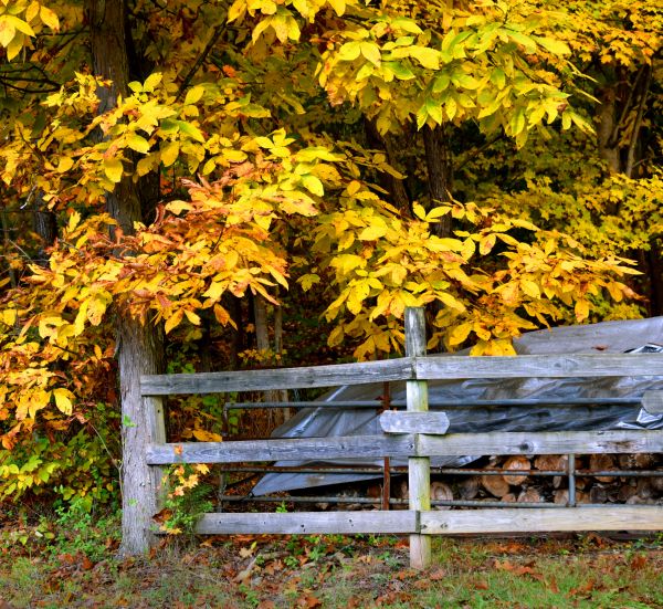 Cost of Hickory Tree Pruning in Asheville