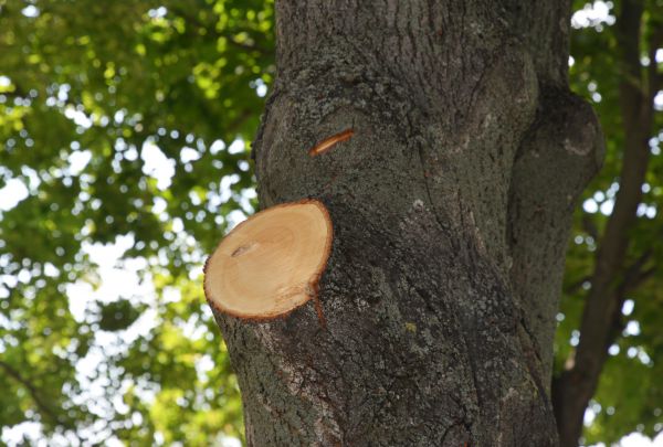 Cost of Limb Cutting in Asheville