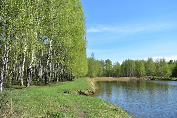 Cost of River Birch Pruning in Asheville