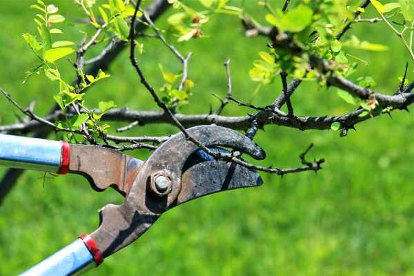 Cost of Branches Pruning in Asheville