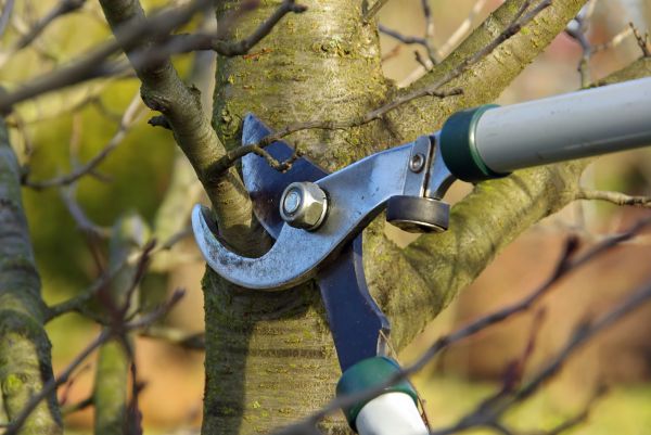 Cost of Tree Limb Trimming Service in Asheville