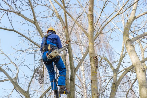 Cost of Large Tree Trimming in Asheville