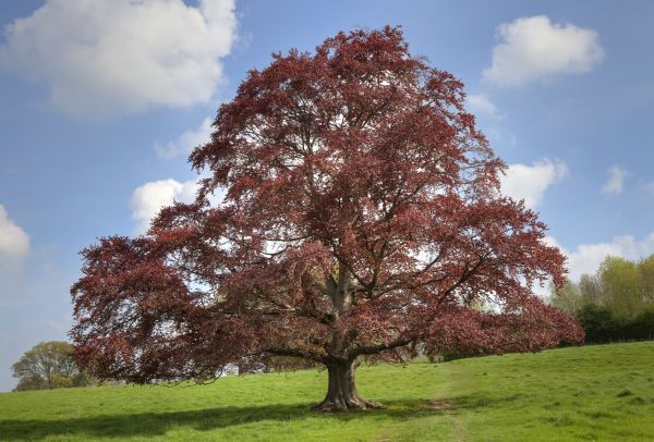 Cost of Beech Tree Pruning in Asheville