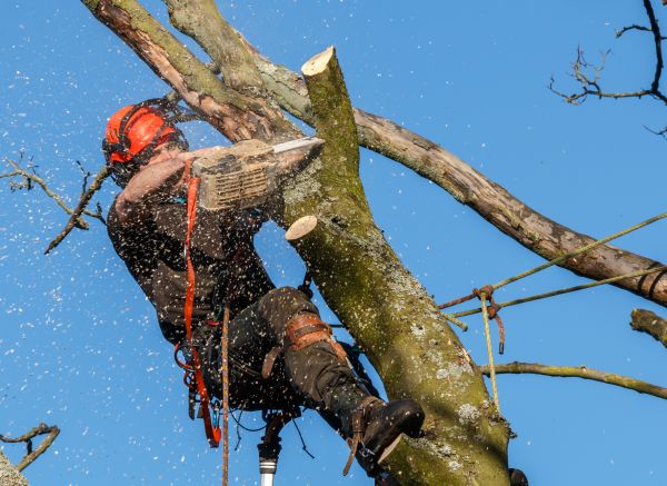 Cost of Tree Trimming Service in Asheville
