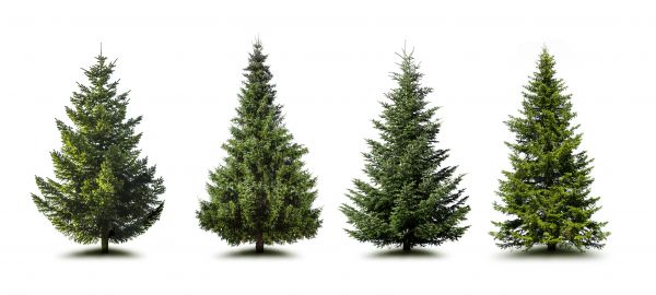 Cost of Pine Tree Trimming in Asheville