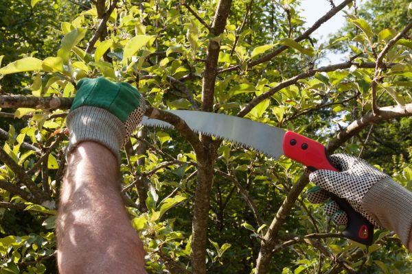 Cost of Apple Tree Trimming in Asheville